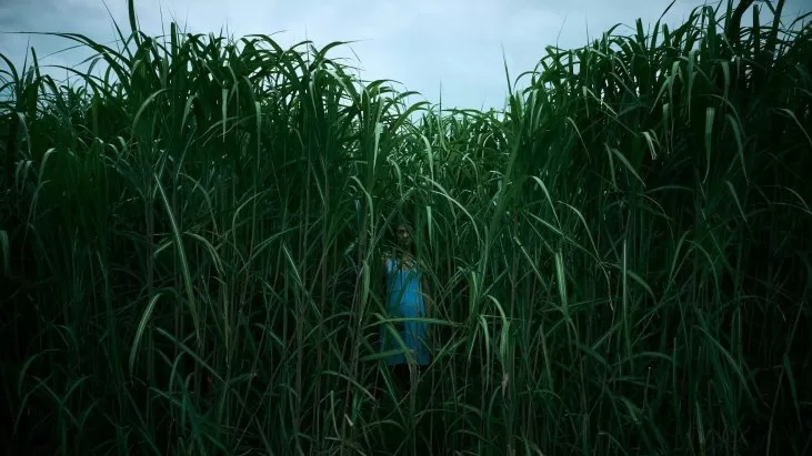 In the Tall Grass izle